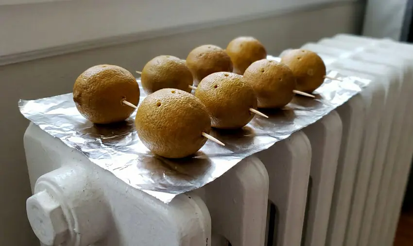 Limes, now turned a mustard-brown color, are arranged on a sheet of aluminum foil placed directly on top of a white home radiator for drying. Small holes poked with a toothpick are visible on their surfaces.