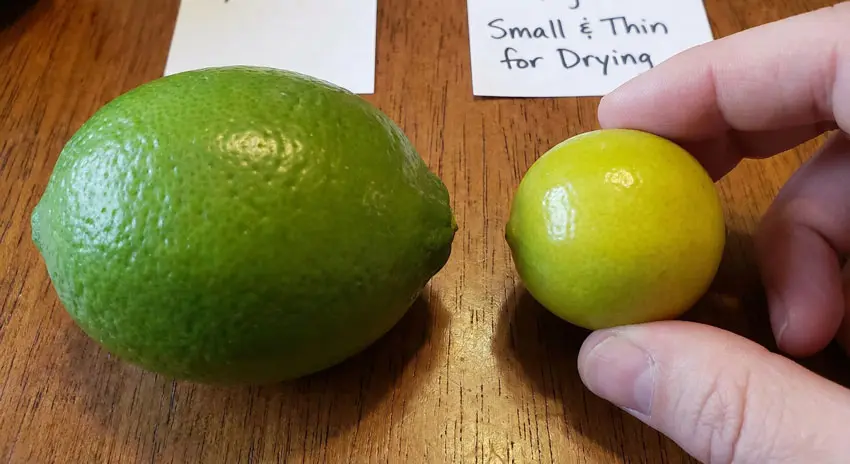 A visual comparison between a large, thick-skinned green Persian lime and a small, thin-skinned yellowish lime held between fingers, demonstrating which type is best suited for drying.